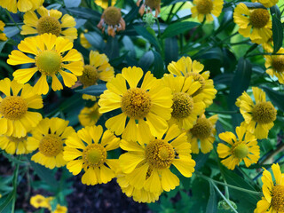 Lots of yellow helenium in the garden