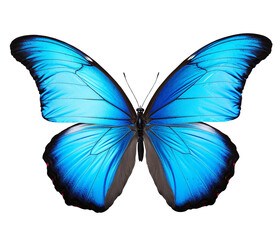 Butterfly png the Blue butterfly png butterfly transparent background
