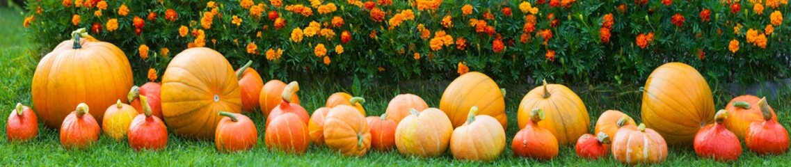 Panoramic view of crop of fresh organic orange pumpkins on green lawn near flower bed of bright marigolds in kitchen garden on sunny autumn day. Happy Thanksgiving concept. Garden seasonal works - obrazy, fototapety, plakaty