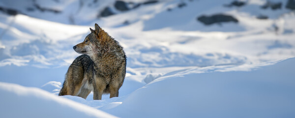 Gray wolf, Canis lupus in the winter mountain. Animal in the nature habitat - 644318281