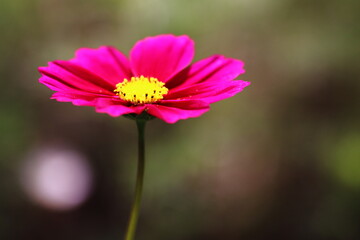 コスモスの花のある風景
