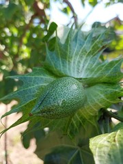 Cotton (Gossypium hirsutum) is widely used for medical materials and textile raw materials.