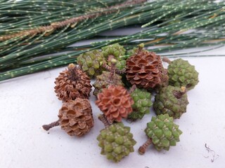 Fir fruit (Casuarina cunninghamiana) is beneficial for health.