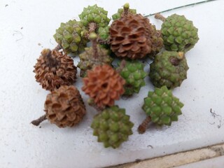 Fir fruit (Casuarina cunninghamiana) is beneficial for health.