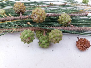Fir fruit (Casuarina cunninghamiana) is beneficial for health.