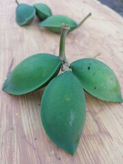 Ketapang fruit (Terminalia catappa) is useful as a beauty and herbal ingredient.