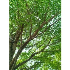 green leaves in the forest