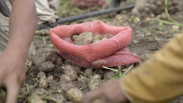 Cosecha de papa nativa venezolana por trabajadores del campo