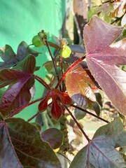 Jatropha gossypiifolia or red castor oil can be used as a traditional medicine.