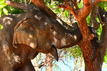 amazing wild life of sri lanka