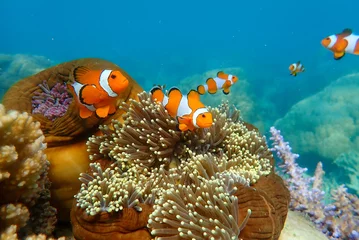 Poster Cute anemone fish playing on the coral reef. Beautiful color clownfish on coral reefs. © Gatot