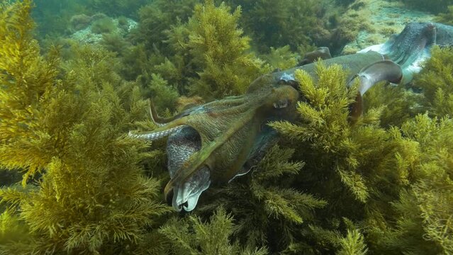 Cuttlefish cuttles mating and grouping together 