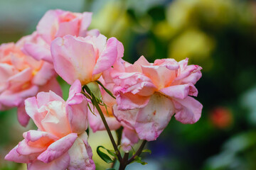 Obraz premium ピンク色に咲く公園のバラ