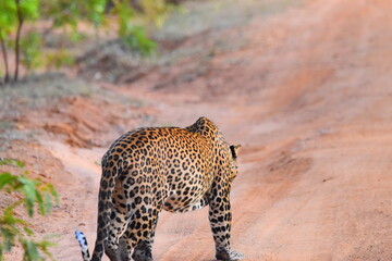 sri lankan leopard in wild