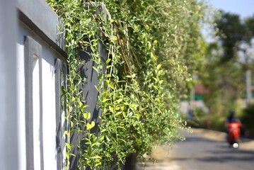 overgrown ivy on the fence