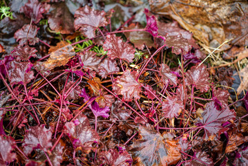 purple heuchera in the garden