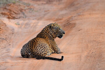 amazing wild life of sri lanka