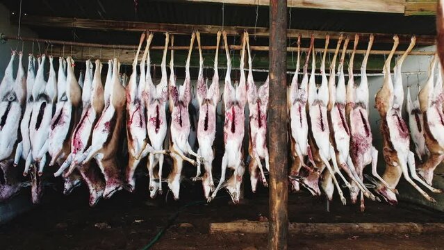Big bunch of disembowelled springbuck hanging in shed during Karoo hunt