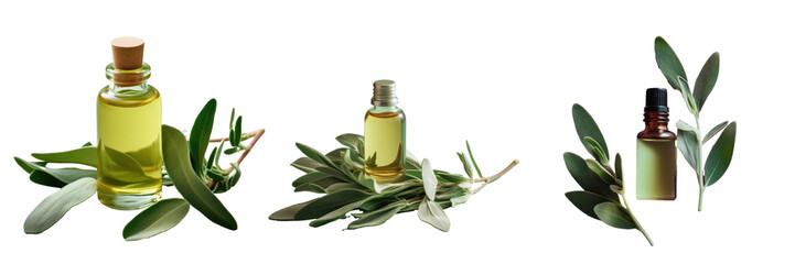 Sage leaves on transparent background with natural essential oil