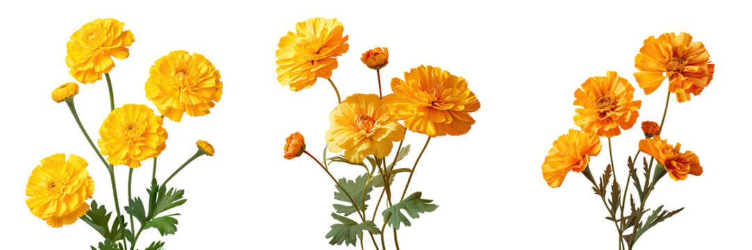 Marigolds in yellow color against transparent background