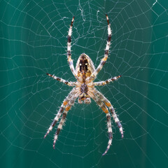 Spider on the web close-up. Insect spider on a green background.