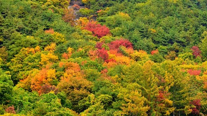 Fototapeta premium Beautiful autumn golf course scenery in Korea