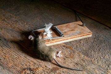 Mouse in a mousetrap. Fight against harmful rodents. Mouse in a mousetrap close-up.