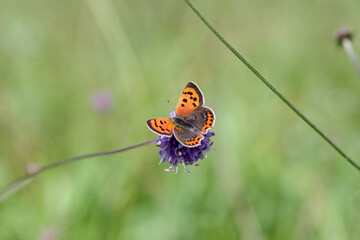 Fototapeta na wymiar Nahaufnahme vom Kleinen Feuerfalter. Der Schmetterling hat seine orange roten Flügel ausgebreitet und sitzt auf einer lilafarbenen Blüte.