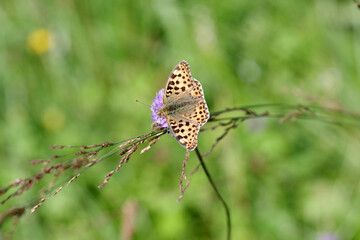  Der Kleine Perlmutterfalter sitzt mit geöffneten Flügeln auf einem Grashalm
