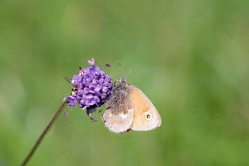  Der Kleine Heufalter sitzt mit zusammengeklappten Flügeln auf der Blüte einer Witwenblume