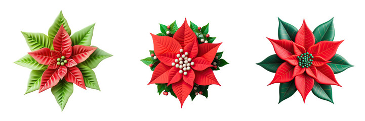 Naklejka premium Festive plant with red and green colors seen from above transparent background