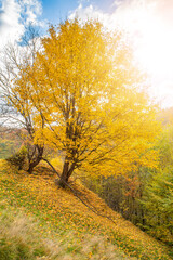autumn background. A tree with yellow leaves on top of a hill in the forest.