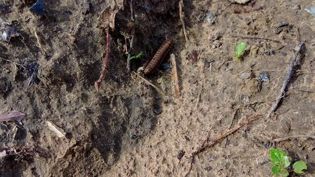 Isolated armoured african tractor millipede xystodesmidae crawling on forest floor close-up tracking shot - Gambia, West Sub-Saharan Africa