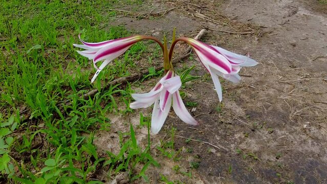 Isolated beautiful wild pink and white striped trumpet lily flower crinum litafolium