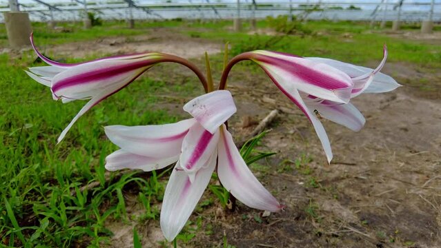 Isolated beautiful wild pink and white striped trumpet lily flower crinum litafolium close up