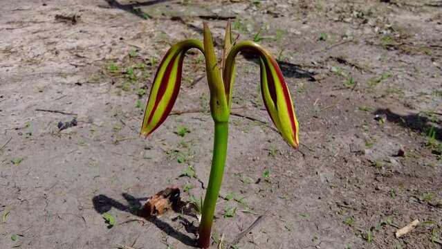 Isolated beautiful wild pink striped trumpet lily crinum litafolium flower bulb