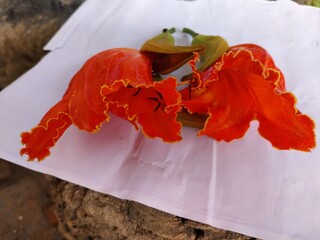 Spathodea campanulata, an African tulip flower with tall trees and beautiful flowers.