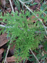 The wire nail plant (Lycopodium clavatum) is useful as an ingredient in pills for dewormin