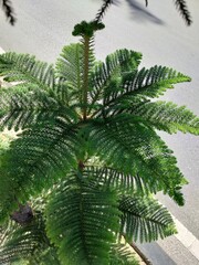 Norfolk pine is highly sought after as an ornamental plant and is often used as a complementary plant to perfect Christmas celebrations as a Christmas tree.