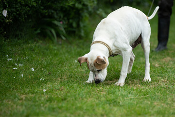 Rescued Pit Bull Terrier have exercises with his trainer. On his daily routine he is on the long...