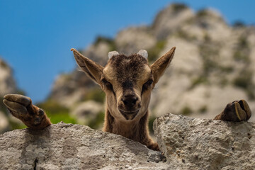 Cute newborn baby mountain goat goat during springtime in the mountains