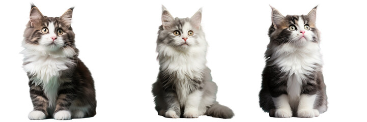 Gray and white kitten posing against a turquoise backdrop in a studio portrait transparent background
