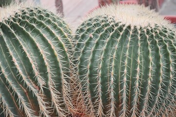 Naklejka na ściany i meble Two large green round beautiful cacti close-up, cactus texture with sharp thorns. Cactus garden.