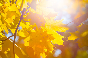 closeup red dry maple tree branch in light of sun, beautiful natural autumn background
