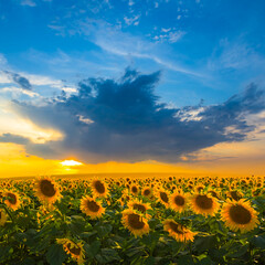 Fototapeta premium golden sunflower field at the dramatic sunset, summer agricultural industry scene
