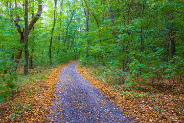 asphalt road covered by red dry leaves through the forest