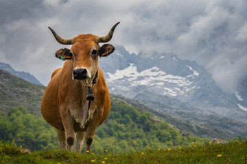 Fototapeta na wymiar Cow grazing on grass in the Picos de Europa in northern Spain