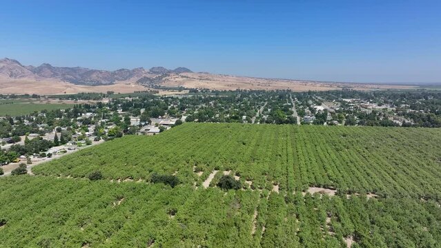 Aerial Sutter California rice grain elevator nut orchard pull 1. Economy based on farming rice, grains, walnuts peaches and cattle ranch. Fields act as wetlands for waterfowl and birds.