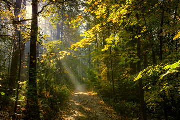 Jesienny poranek w lesie. Promienie słoneczne. © Janusz Lipiński