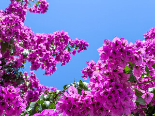 Bougainvillea saturated purple color opposite the blue sky